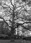 Tree Embankment Gardens
